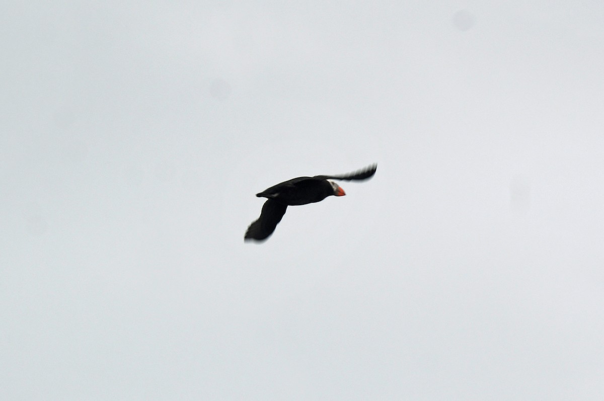 Tufted Puffin - ML640014194