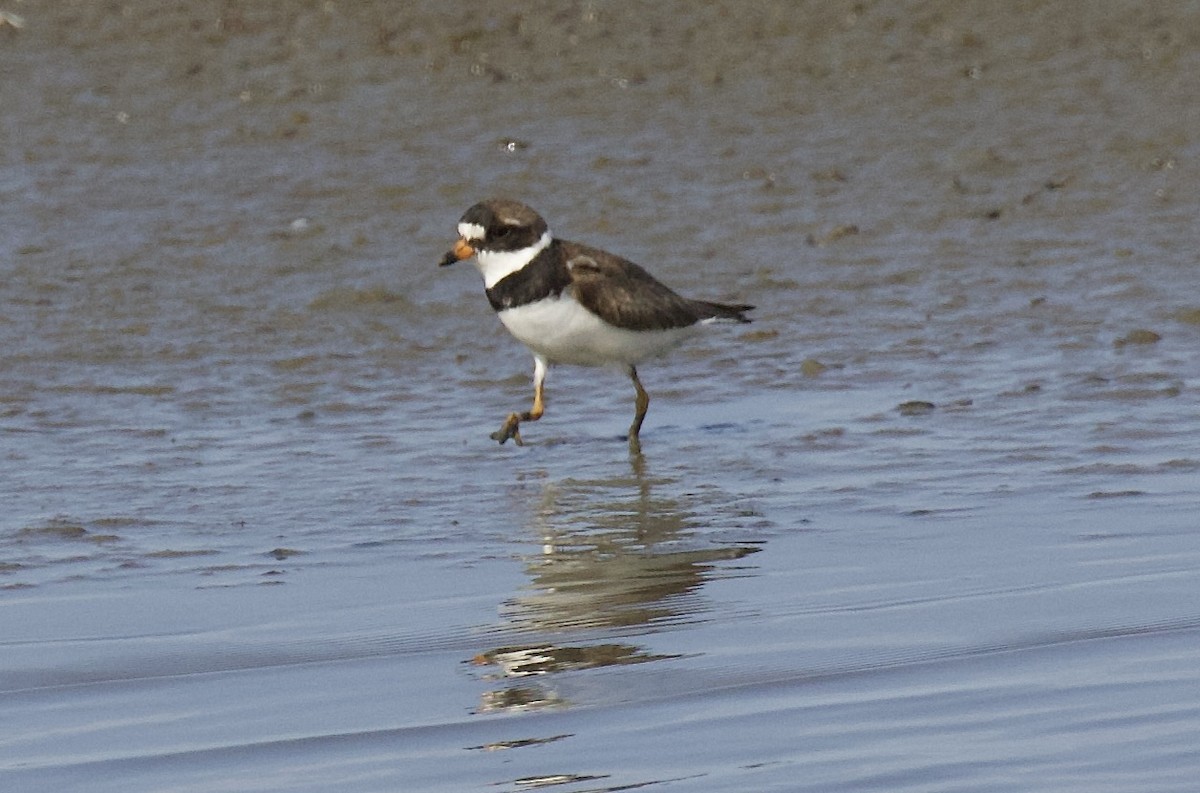 Semipalmated Plover - ML640014195