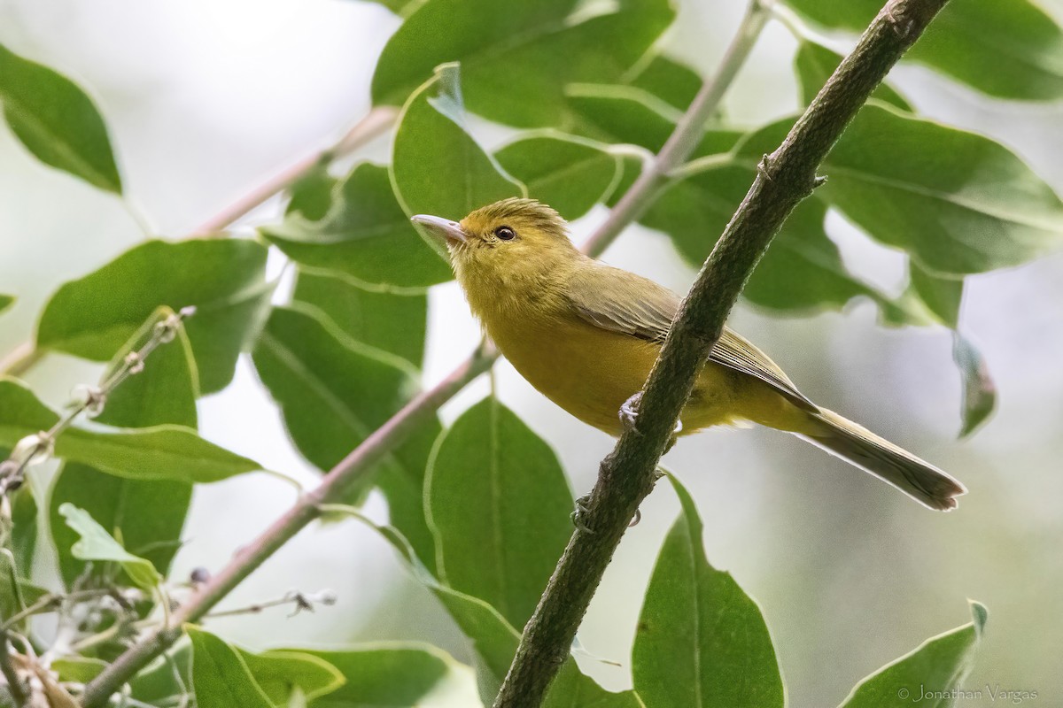 Golden Vireo - ML640014214