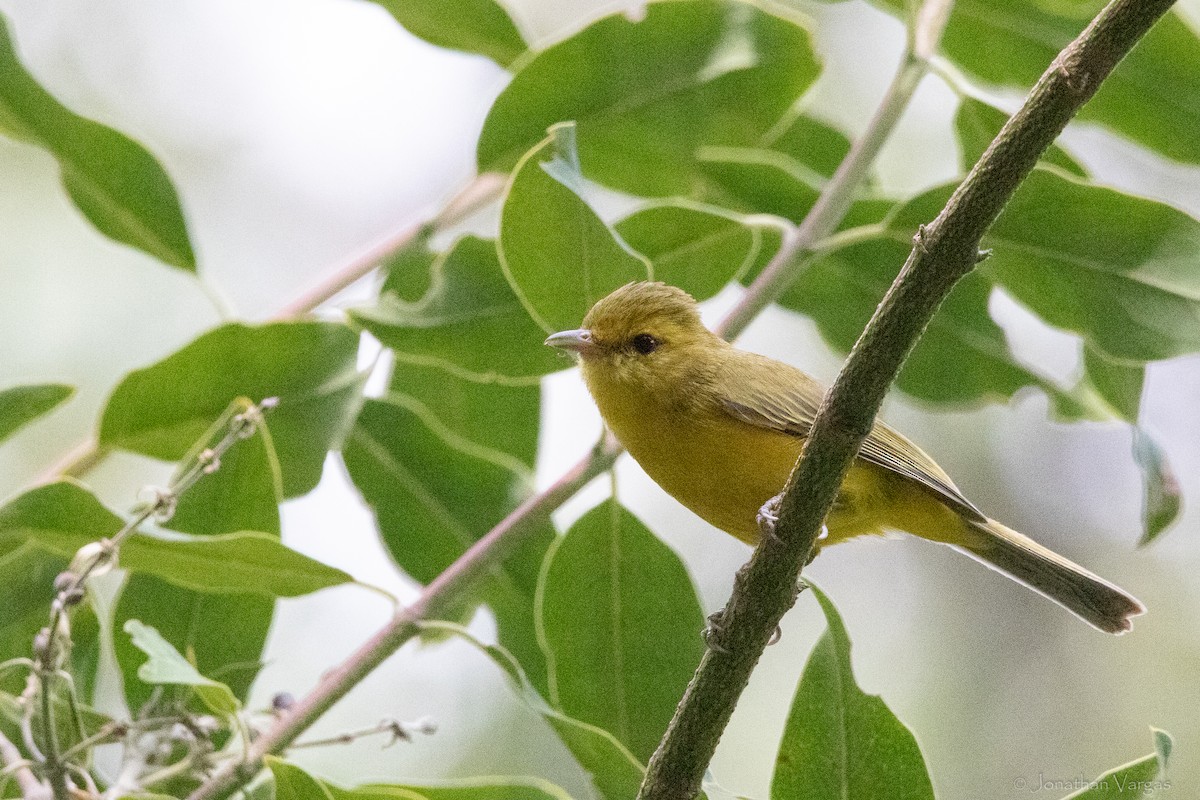 Golden Vireo - ML640014215