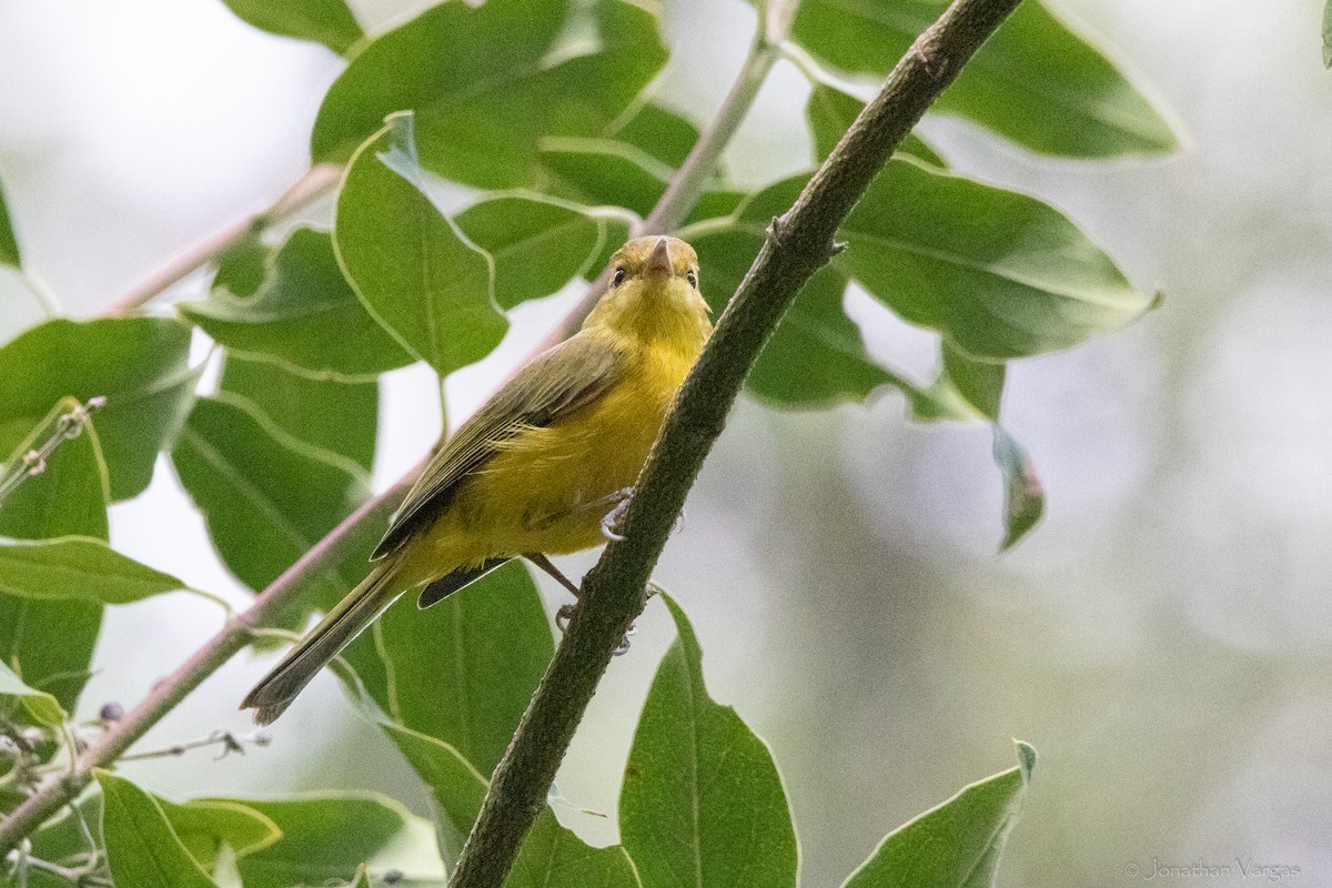 Golden Vireo - ML640014216