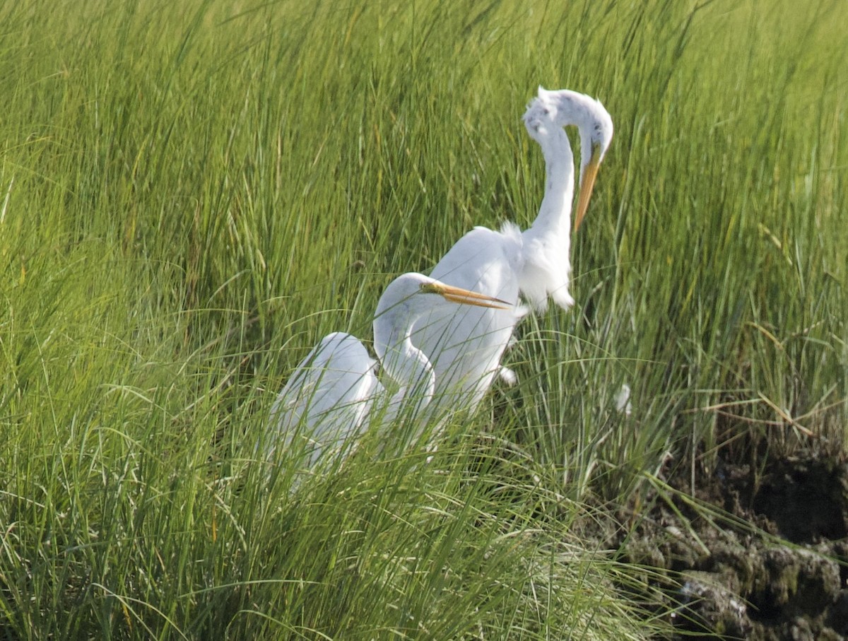Great Egret - ML640014217