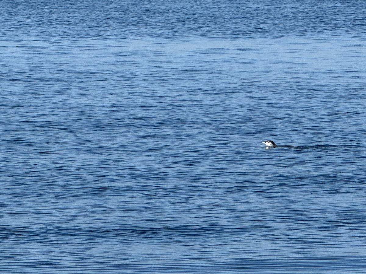 Little Penguin - ML640014223