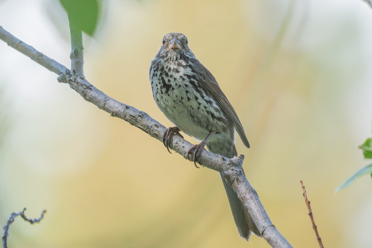 Fox Sparrow (Slate-colored) - ML640014228