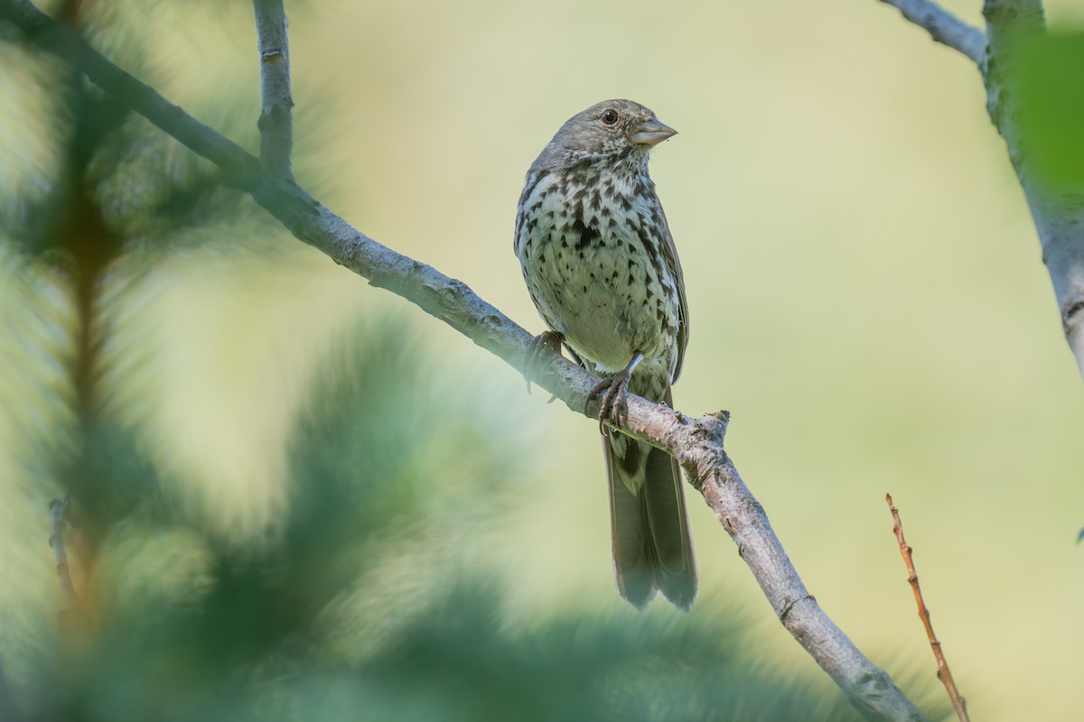 Fox Sparrow (Slate-colored) - ML640014229