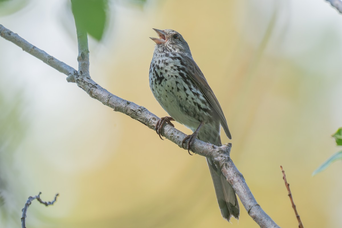 Fox Sparrow (Slate-colored) - ML640014230