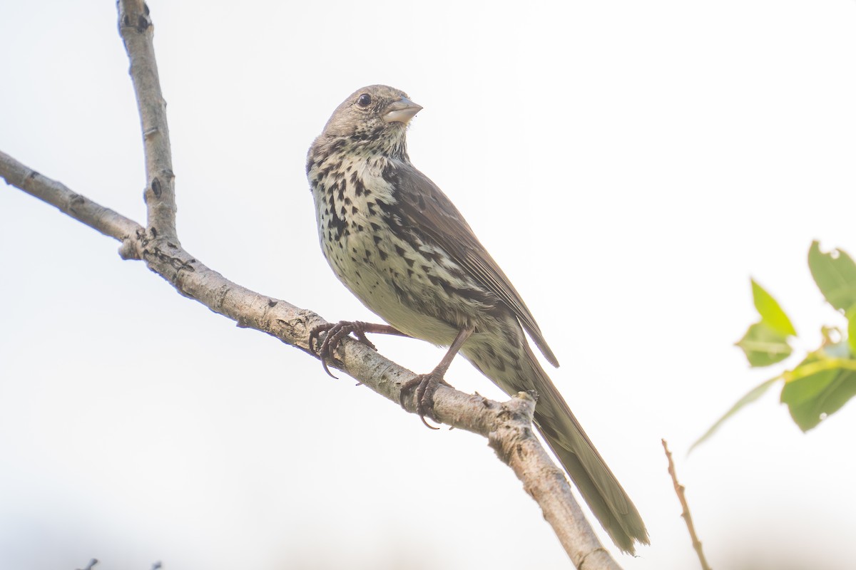 Fox Sparrow (Slate-colored) - ML640014231
