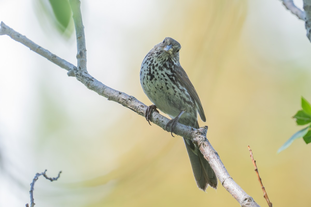Fox Sparrow (Slate-colored) - ML640014232