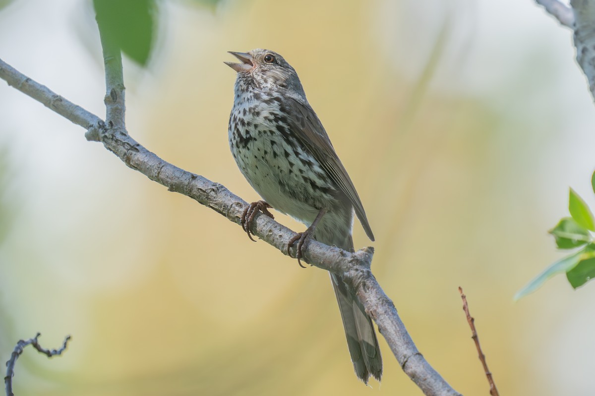 Fox Sparrow (Slate-colored) - ML640014233