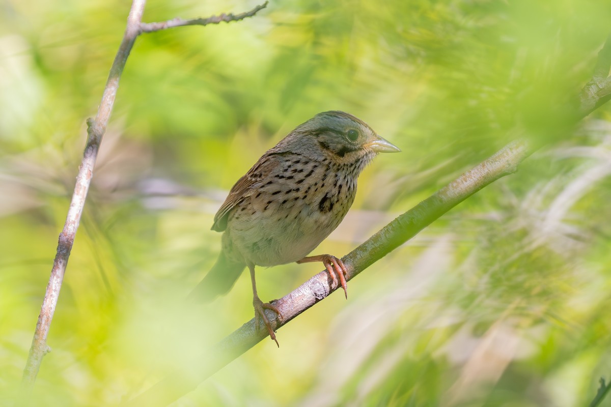 Lincoln's Sparrow - ML640014243