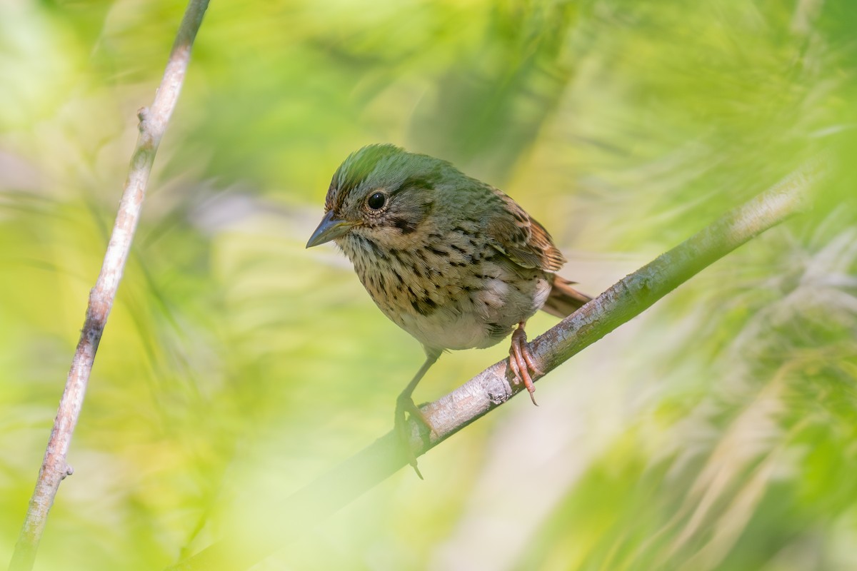 Lincoln's Sparrow - ML640014244