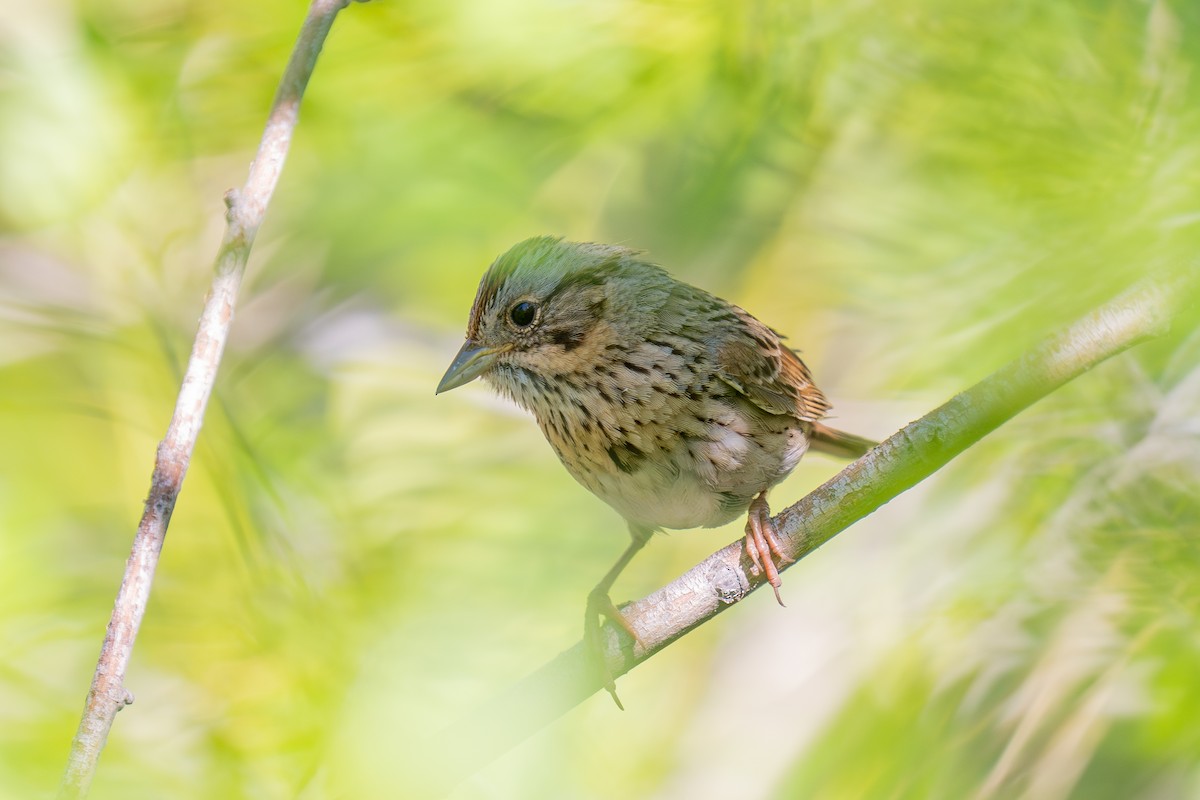 Lincoln's Sparrow - ML640014245