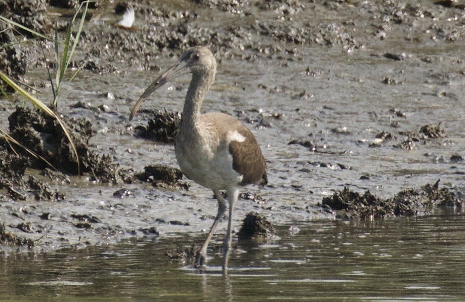 Hudsonian Whimbrel - ML640014247