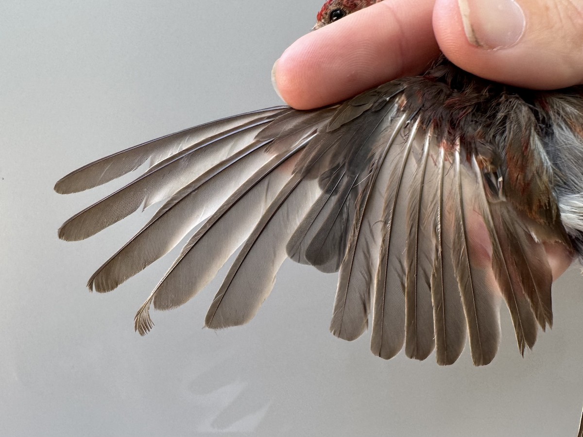 House Finch - ML640014258