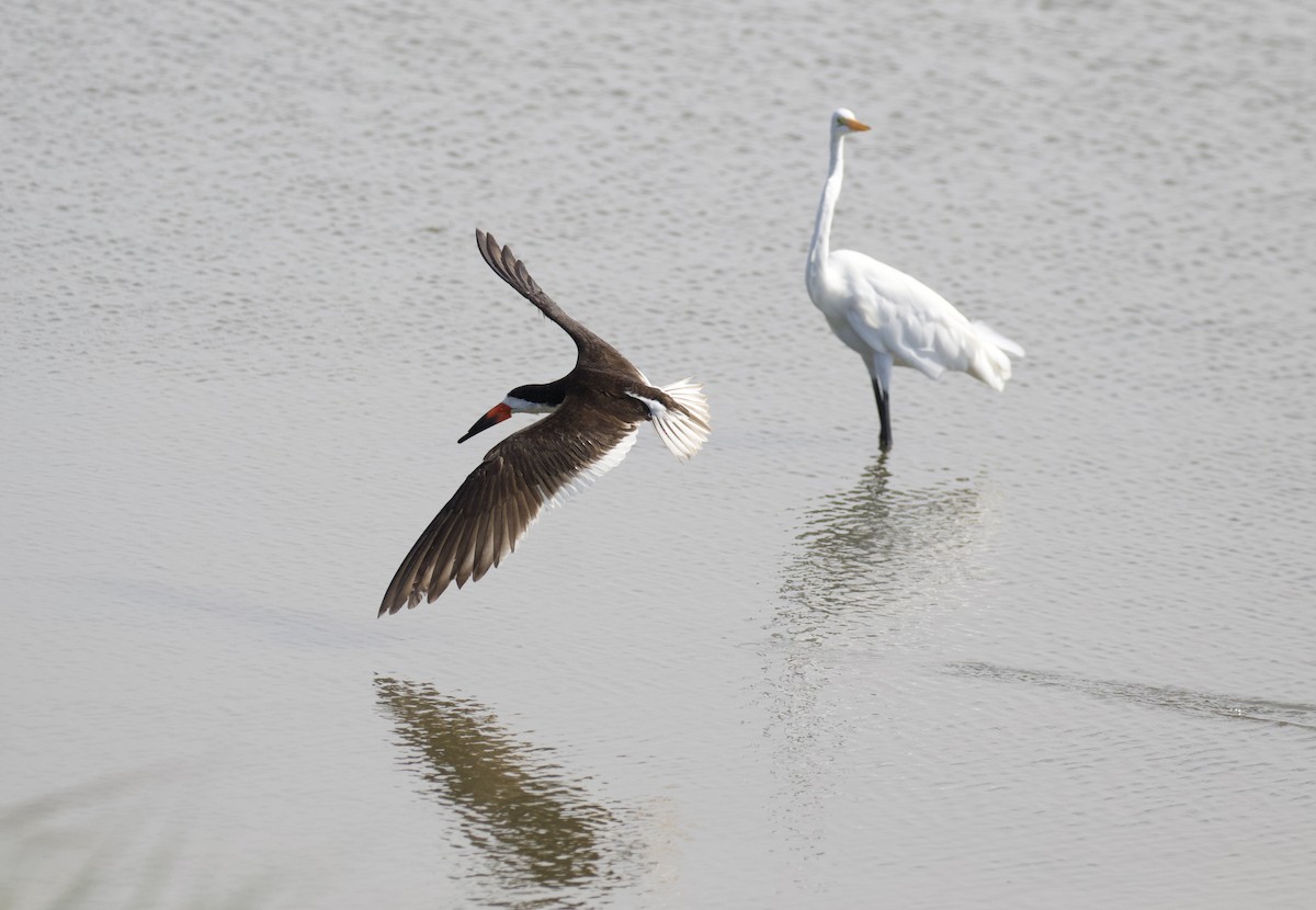 Black Skimmer - ML640014274