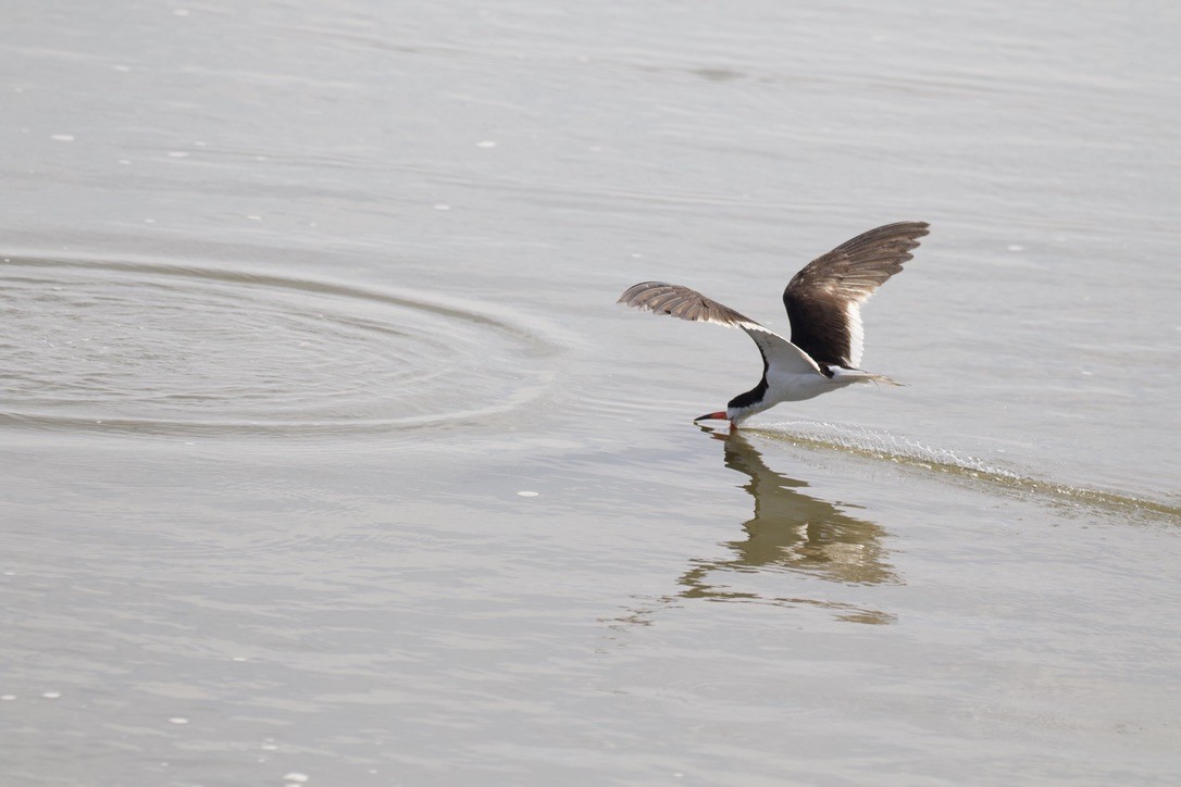 Black Skimmer - ML640014282