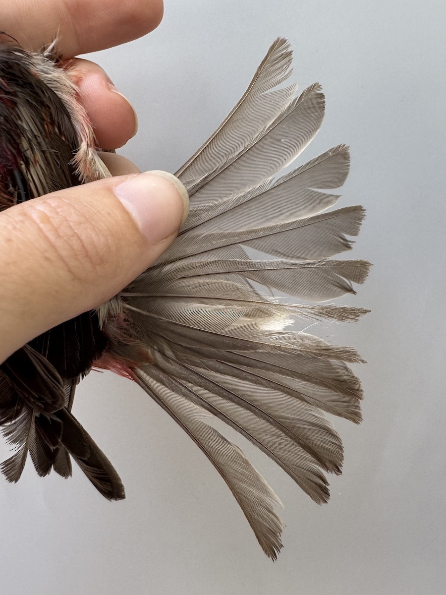 House Finch - ML640014284