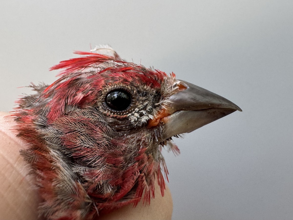 House Finch - ML640014289