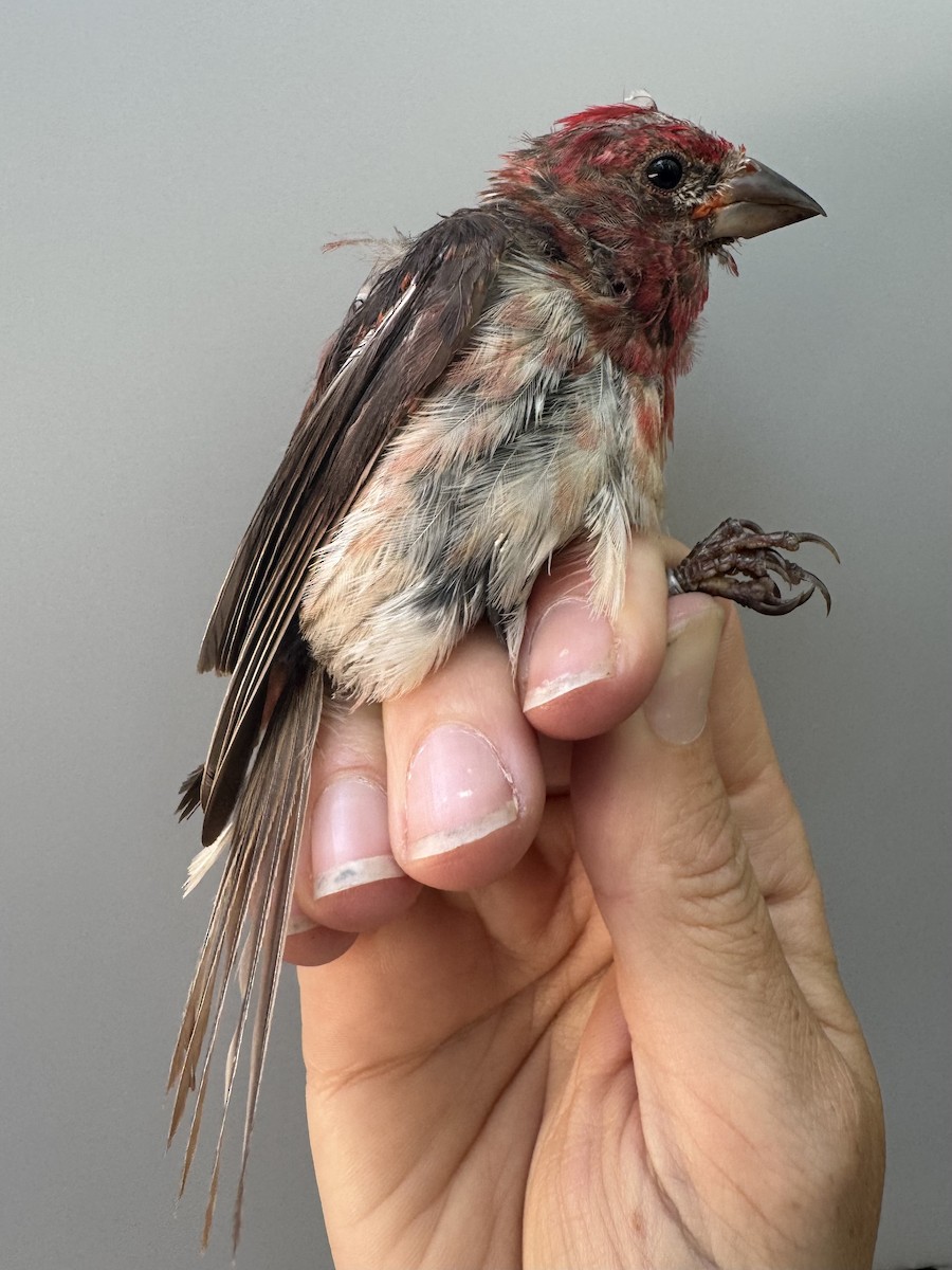House Finch - ML640014299