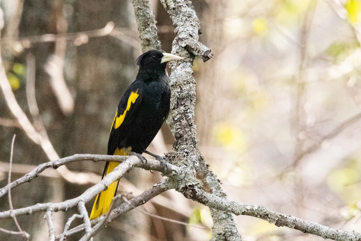 Yellow-winged Cacique - ML640014310