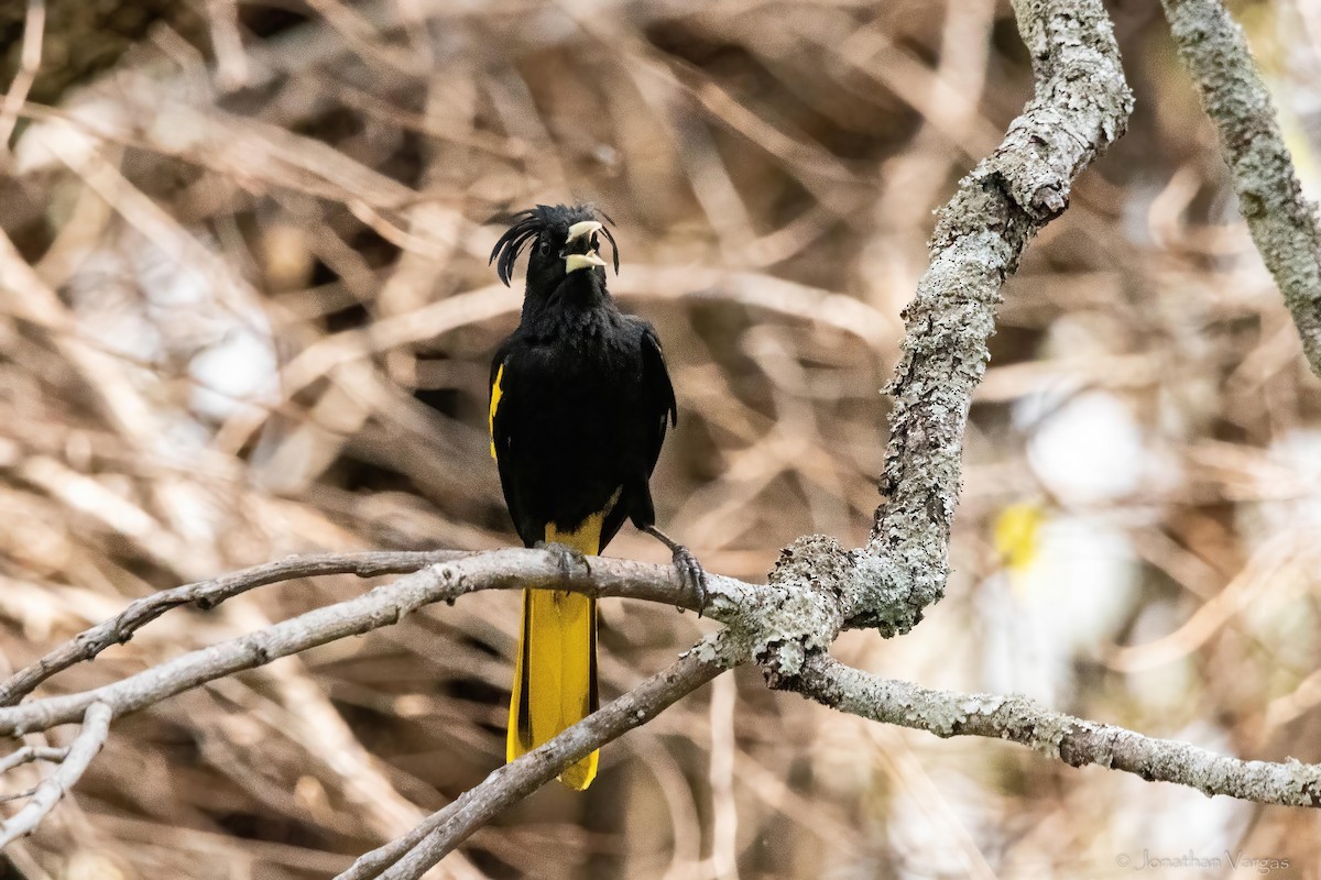 Yellow-winged Cacique - ML640014313