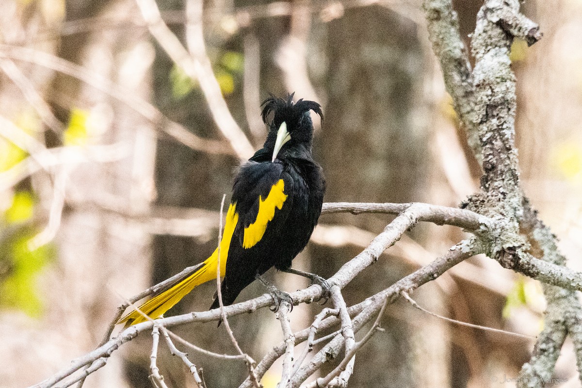Yellow-winged Cacique - ML640014315