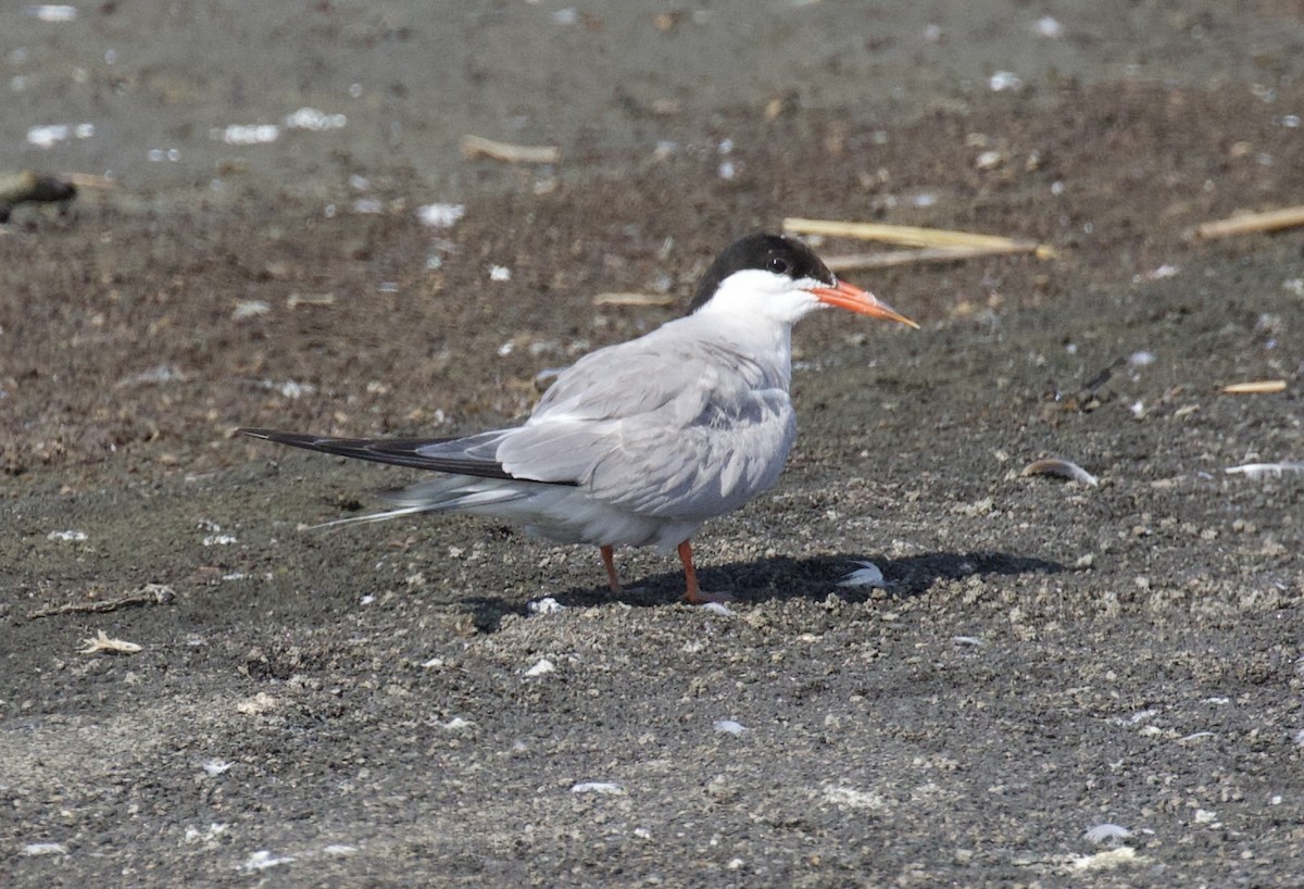 Common Tern - ML640014328