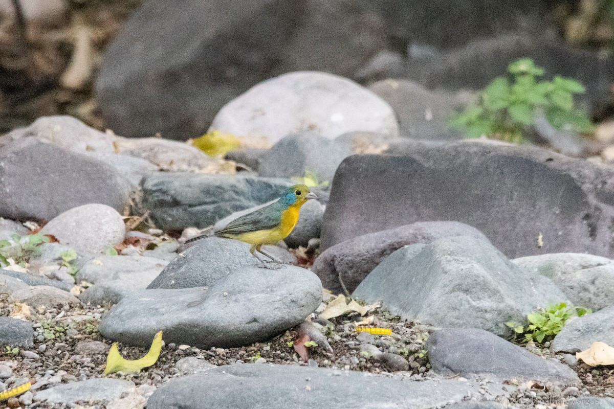 Orange-breasted Bunting - ML640014345