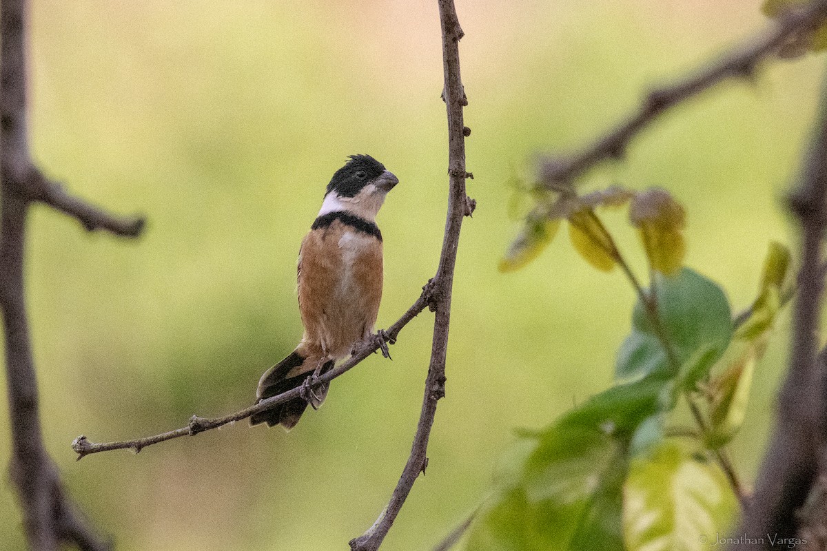 Cinnamon-rumped Seedeater - ML640014353