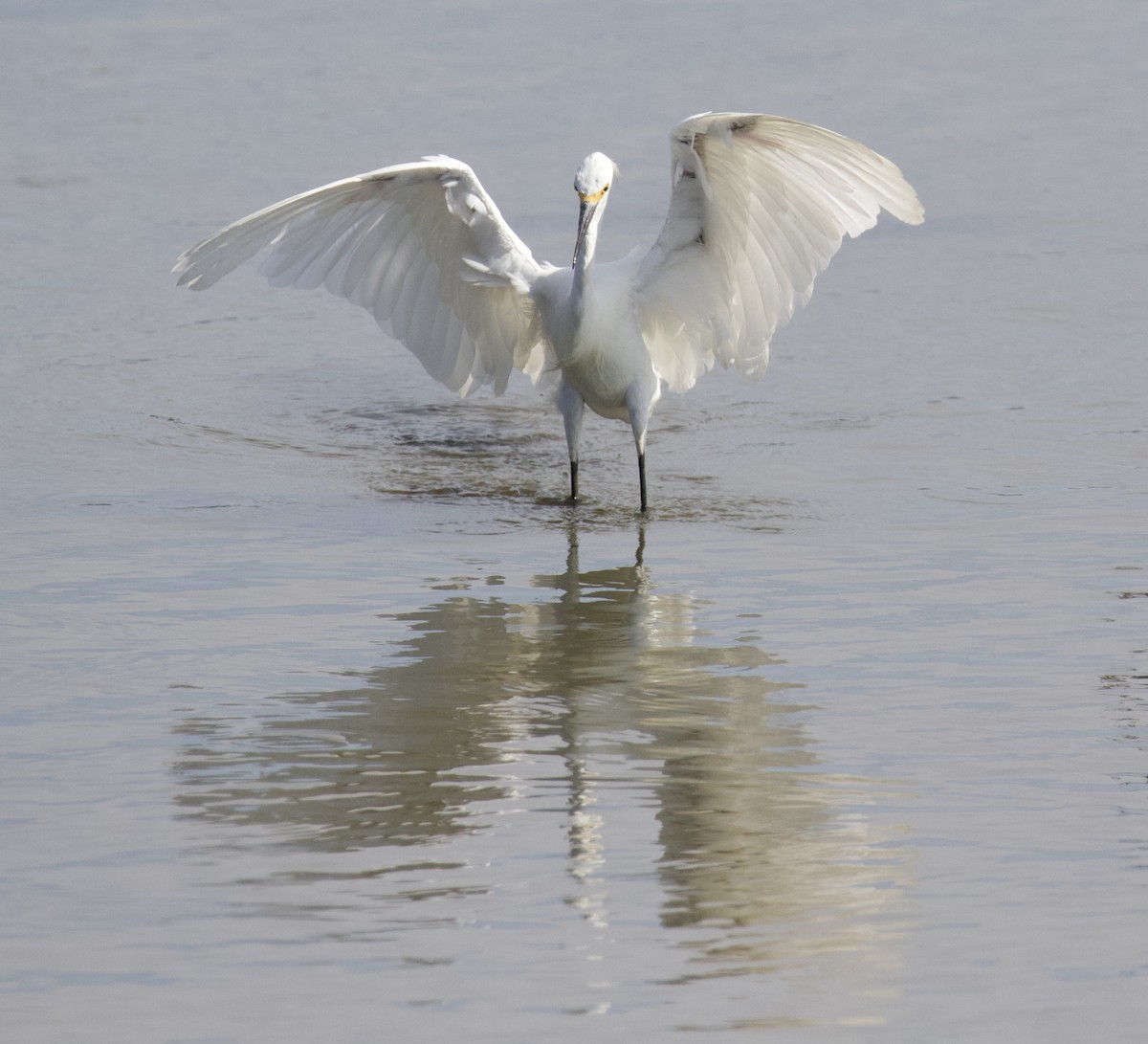 Snowy Egret - ML640014372