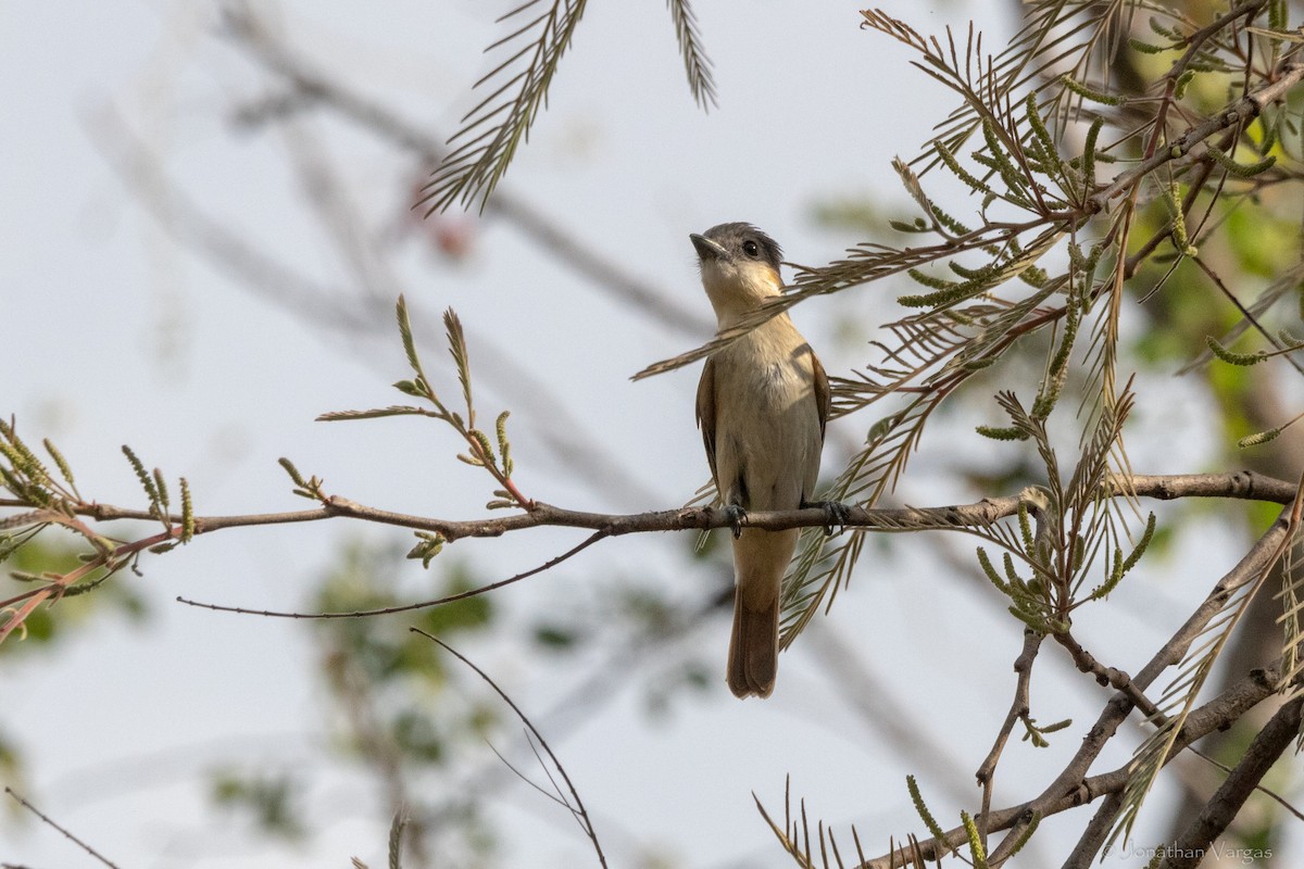 Rose-throated Becard - ML640014373