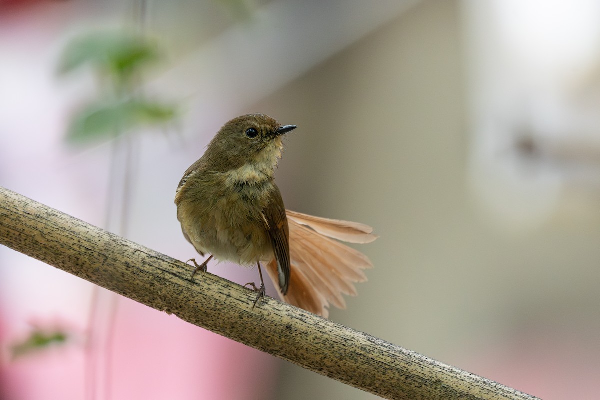 Slaty-blue Flycatcher - ML640014386