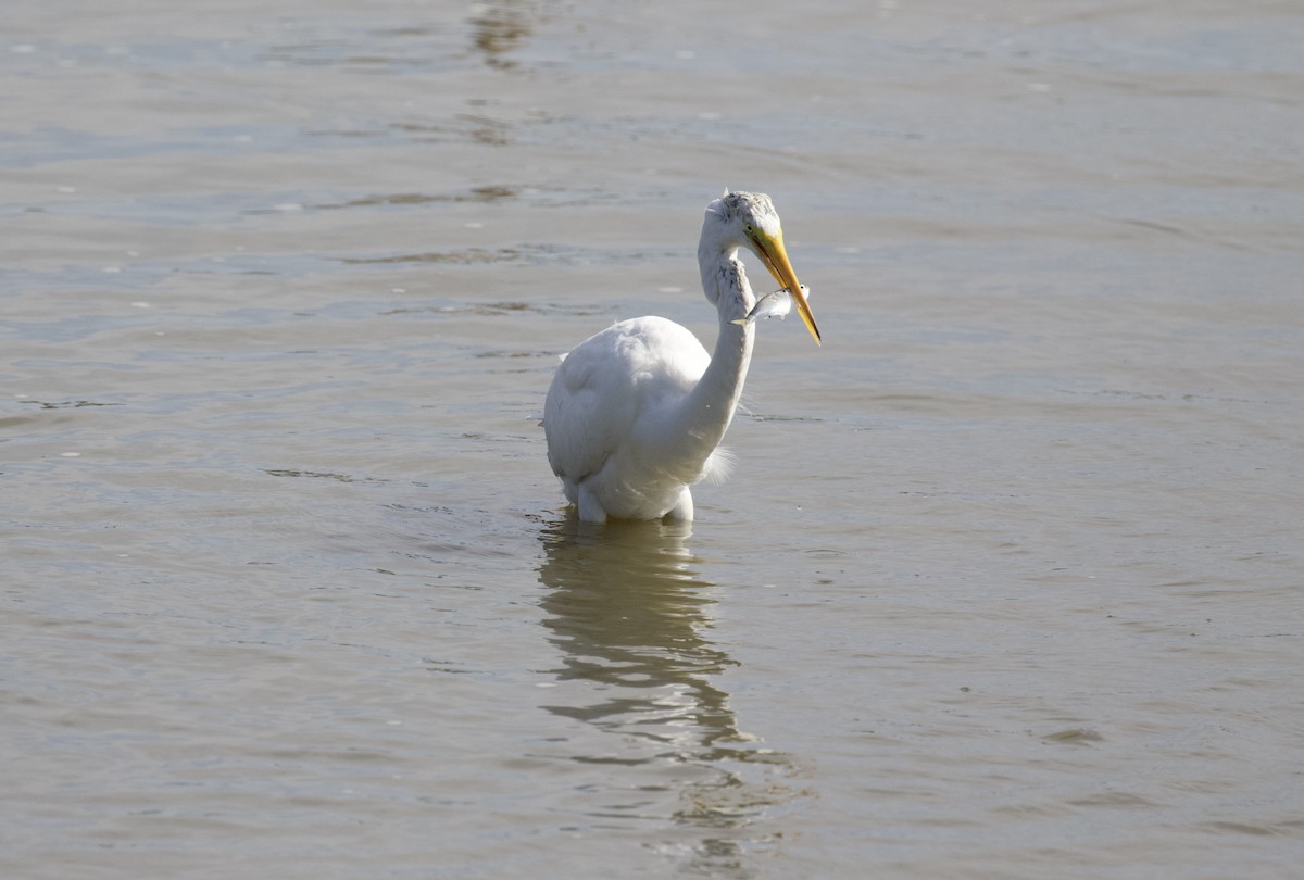 Great Egret - ML640014401