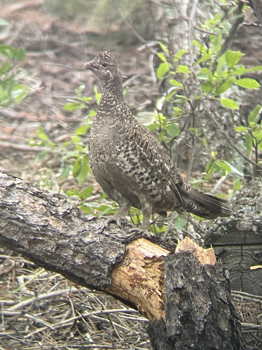 Dusky Grouse - ML640014436
