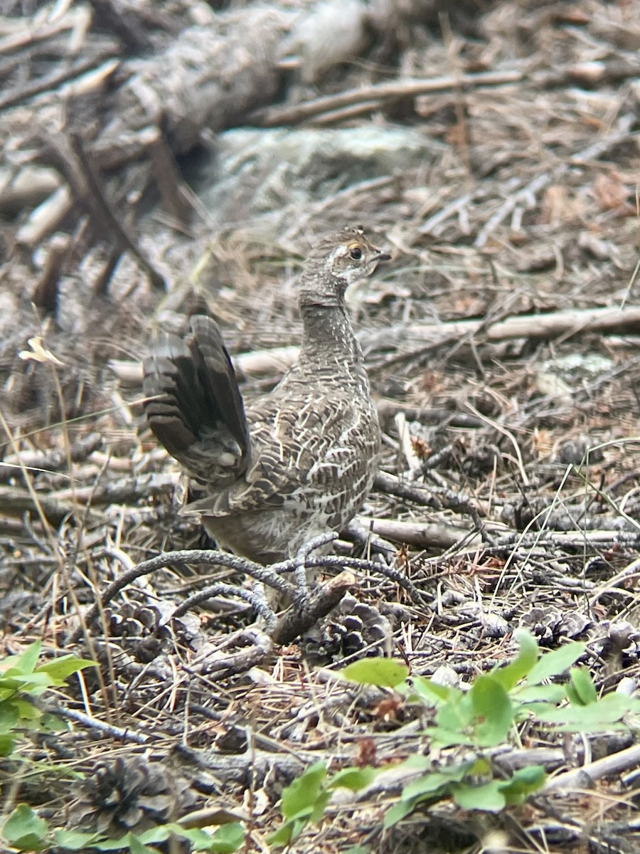 Dusky Grouse - ML640014437
