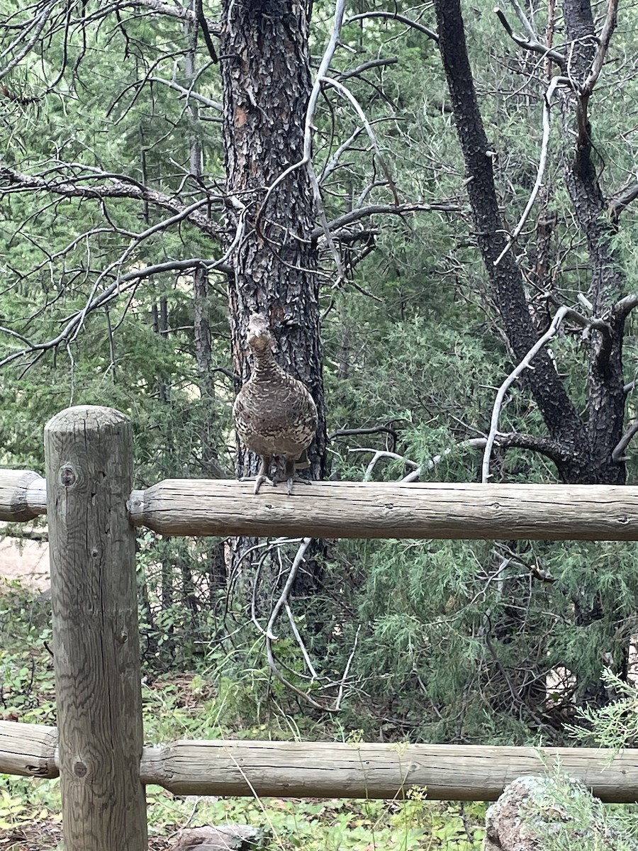 Dusky Grouse - ML640014439