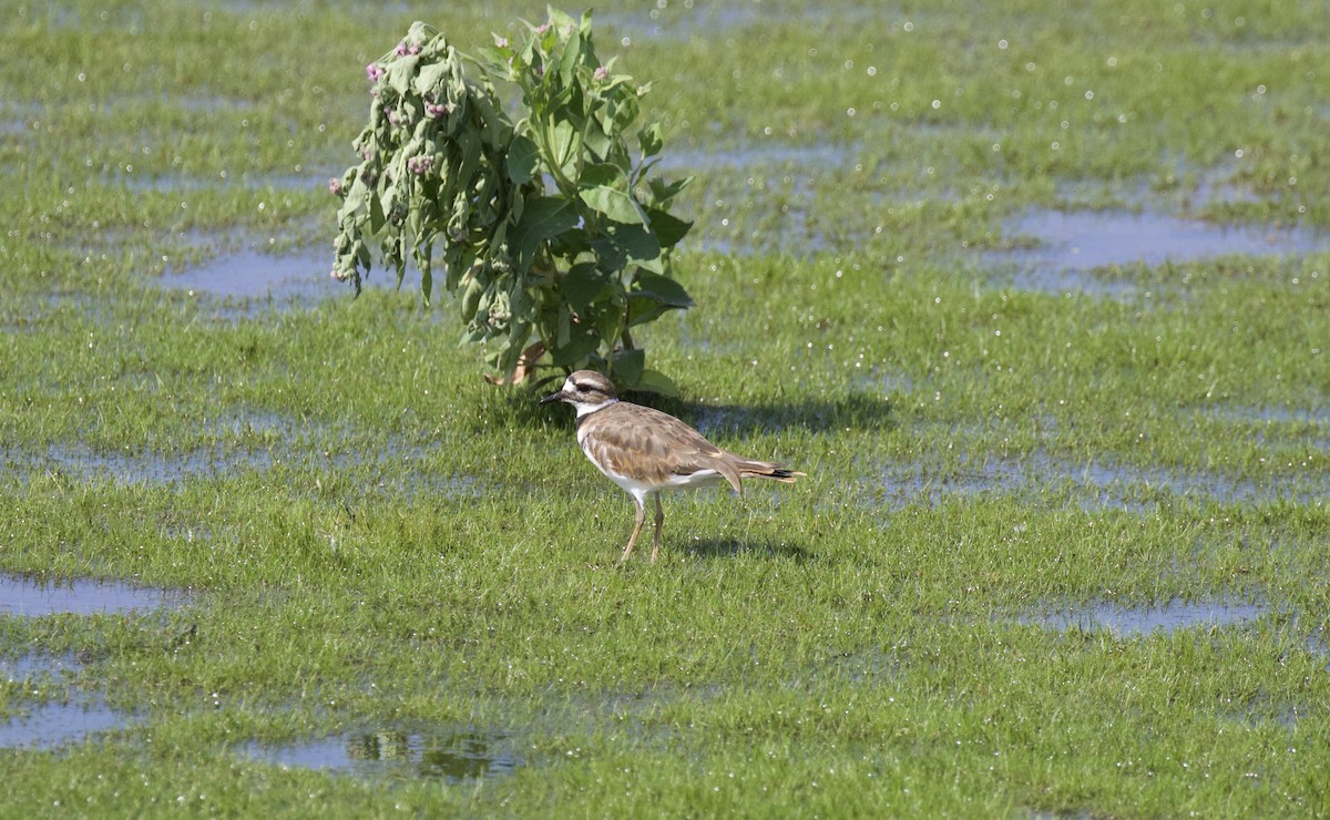 Killdeer - ML640014442