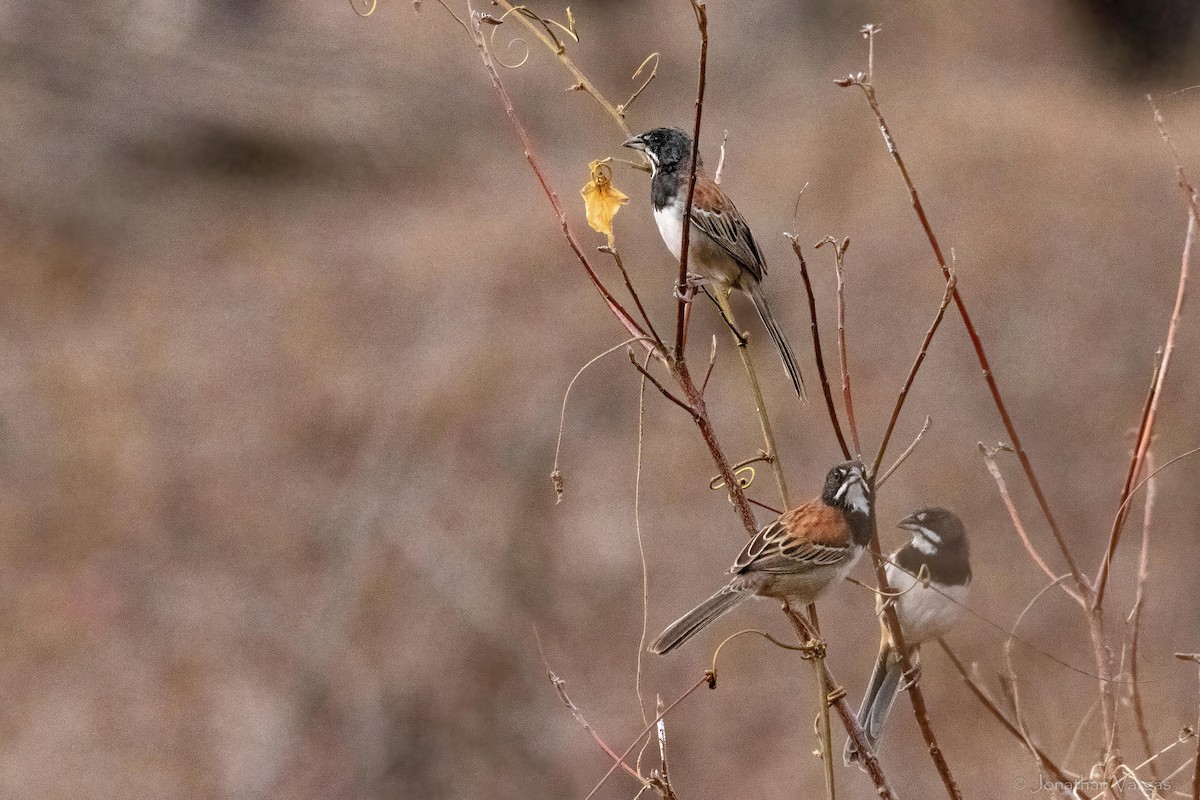 Black-chested Sparrow - ML640014452
