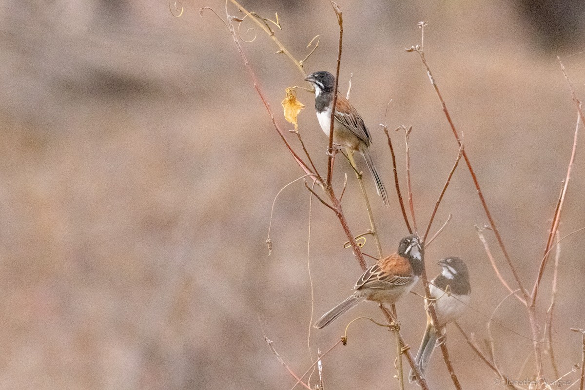 Black-chested Sparrow - ML640014453