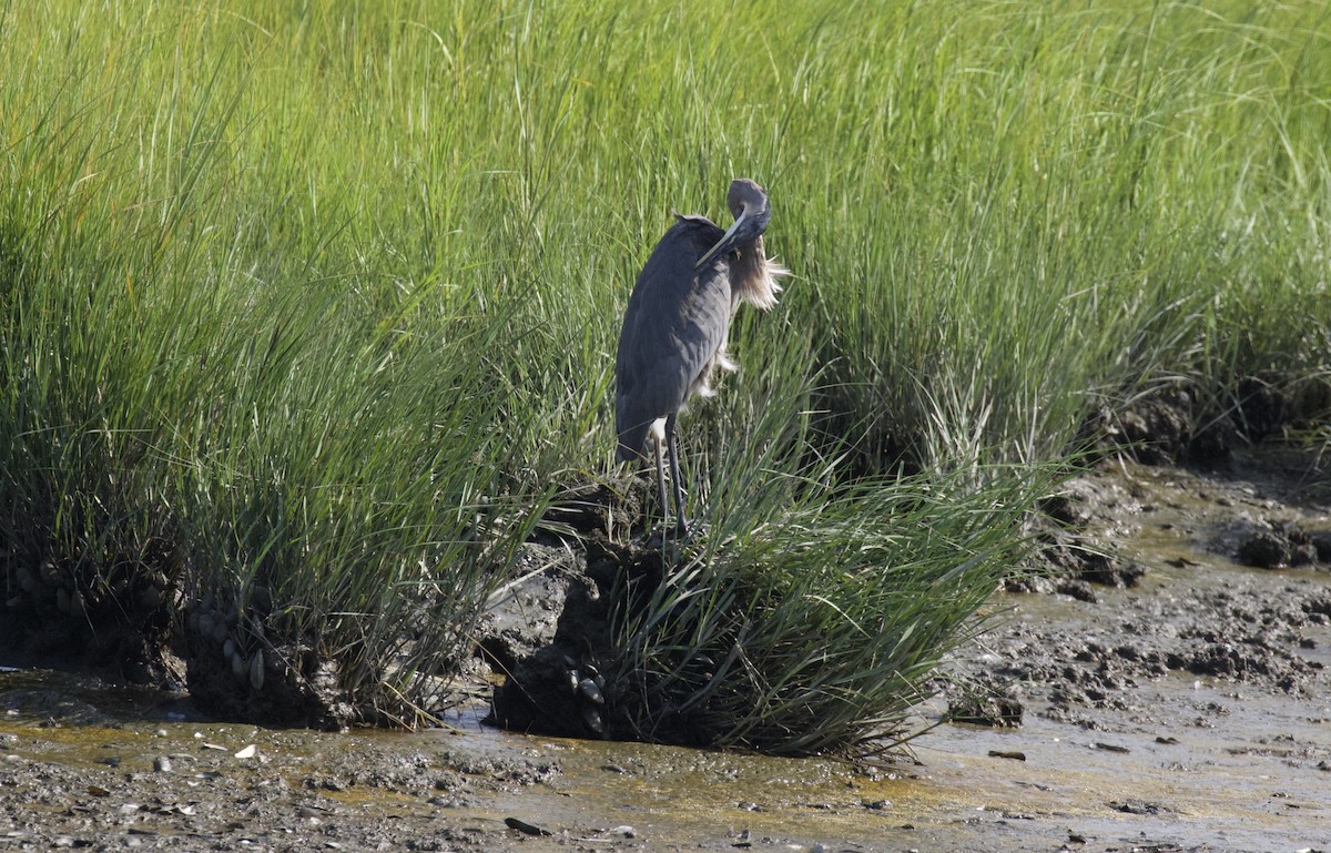 Great Blue Heron - ML640014468
