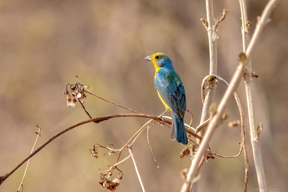 Orange-breasted Bunting - ML640014478