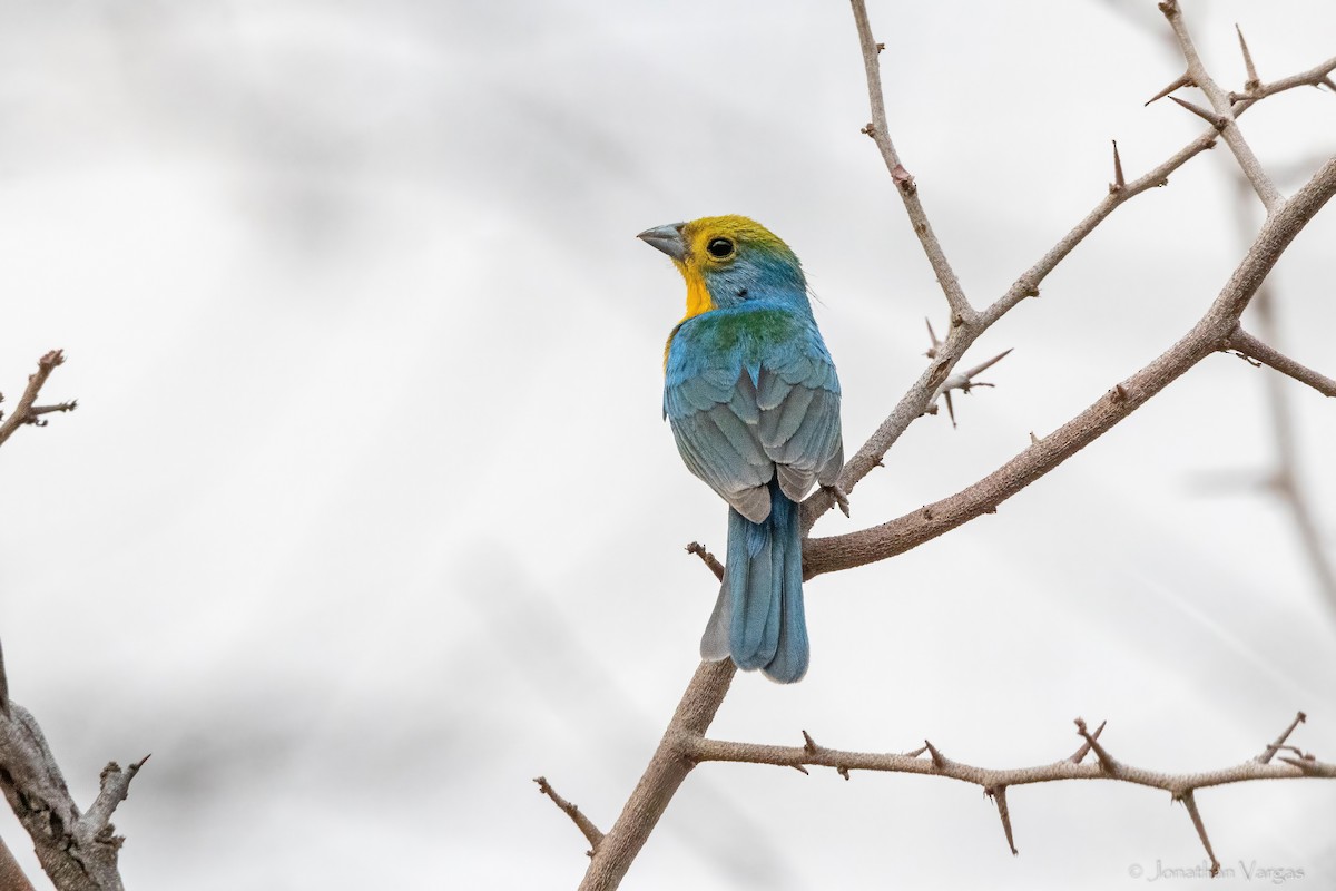 Orange-breasted Bunting - ML640014479