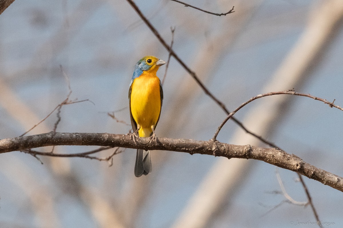 Orange-breasted Bunting - ML640014480