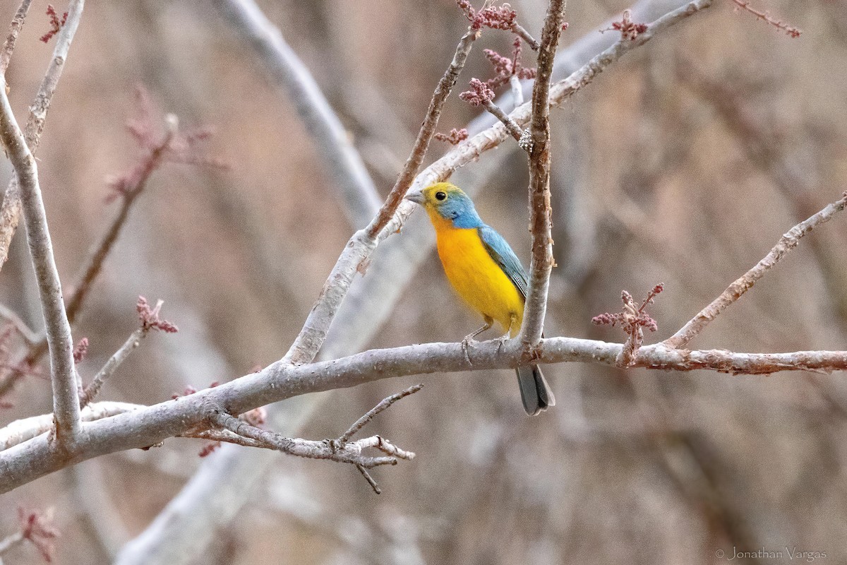 Orange-breasted Bunting - ML640014481