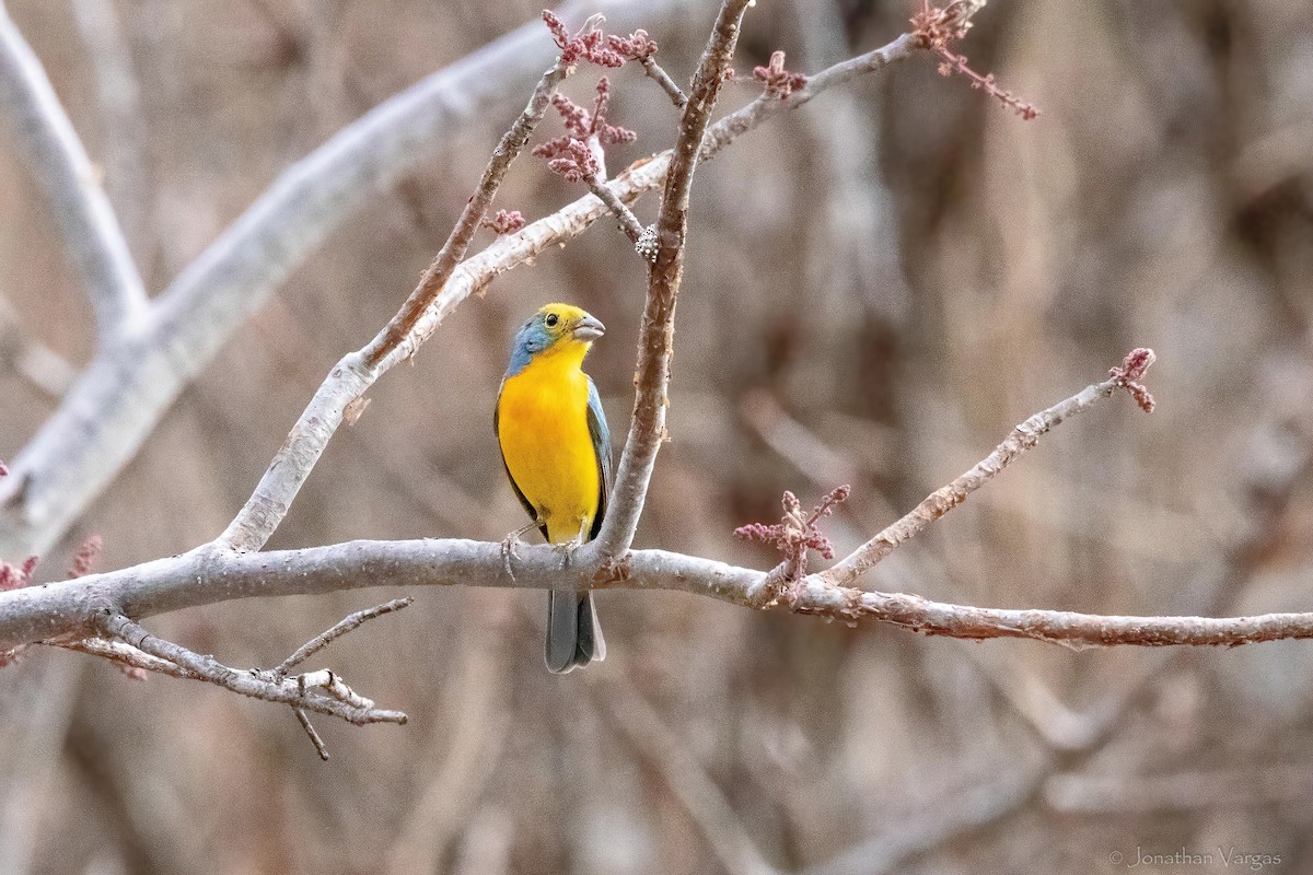 Orange-breasted Bunting - ML640014483