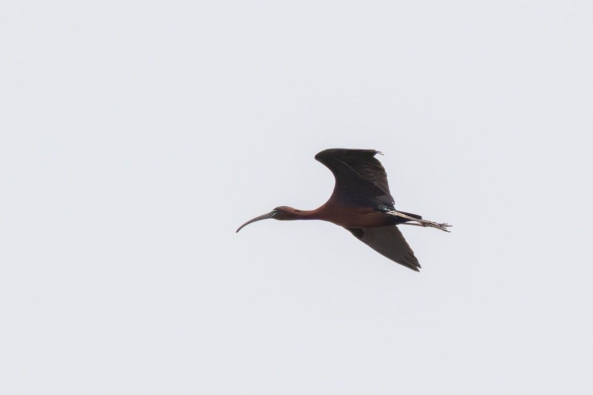 Glossy Ibis - ML640014484