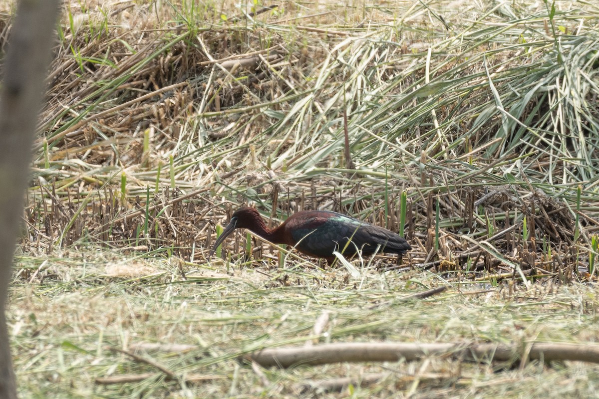 Glossy Ibis - ML640014485