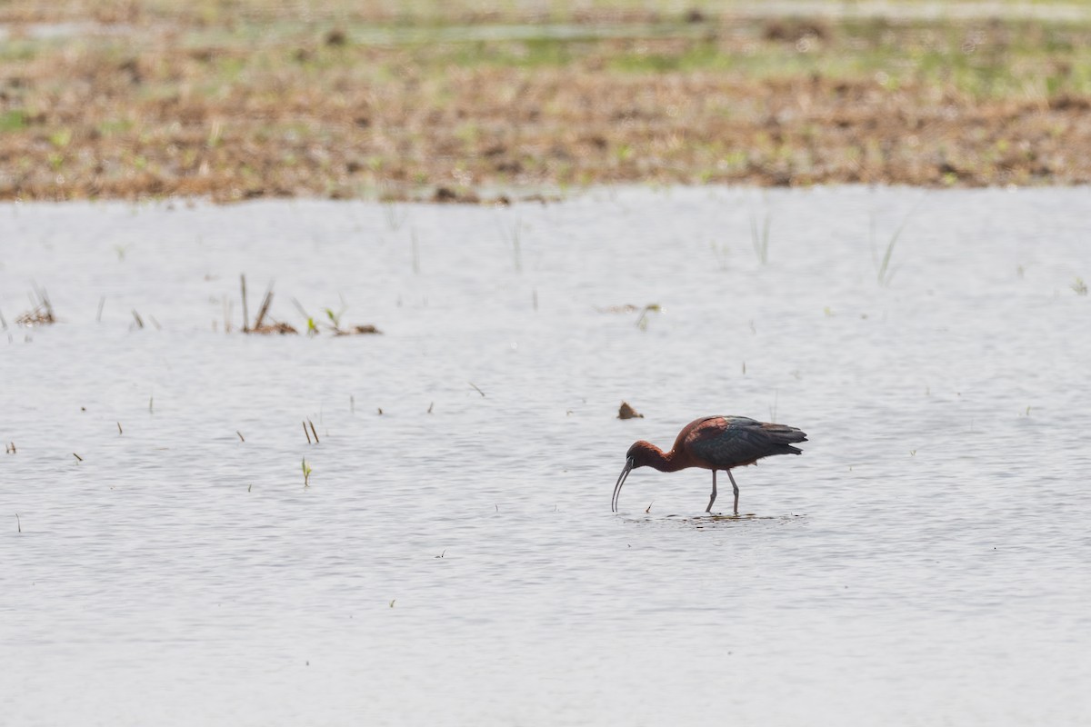 Glossy Ibis - ML640014486