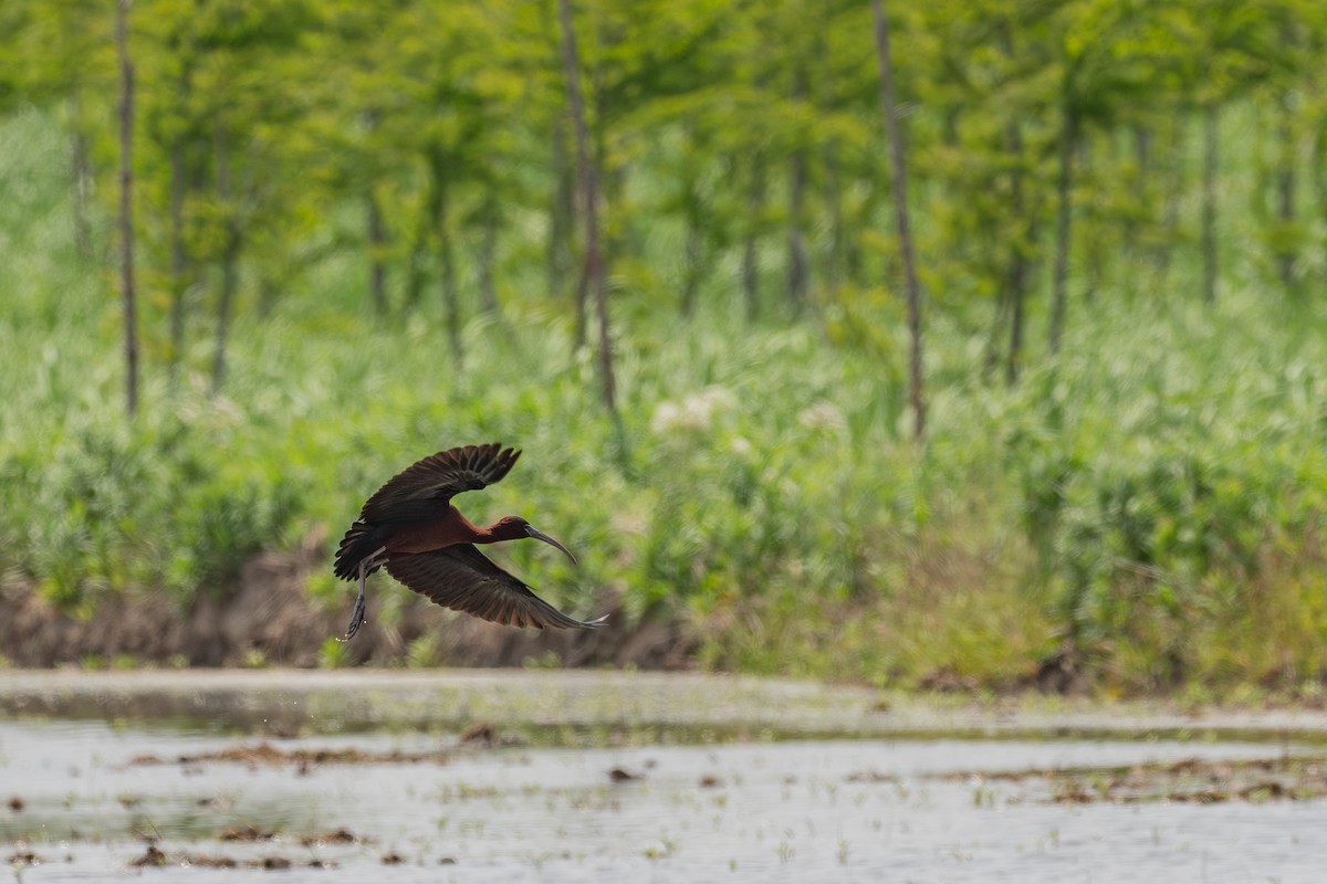 Glossy Ibis - ML640014487