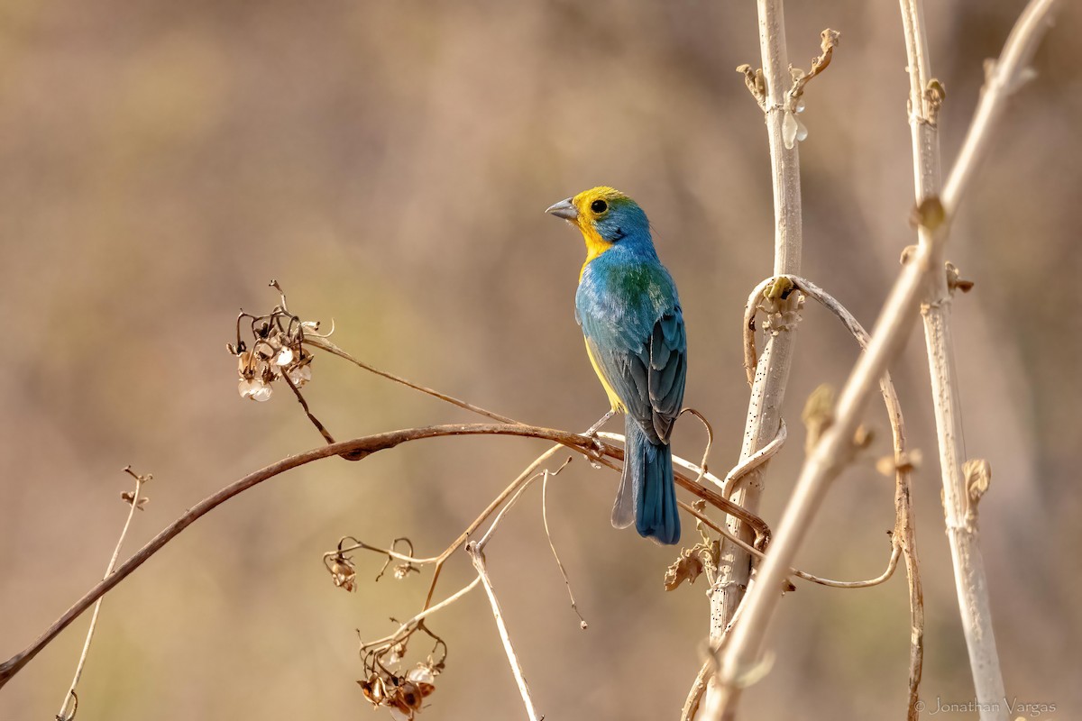 Orange-breasted Bunting - ML640014514